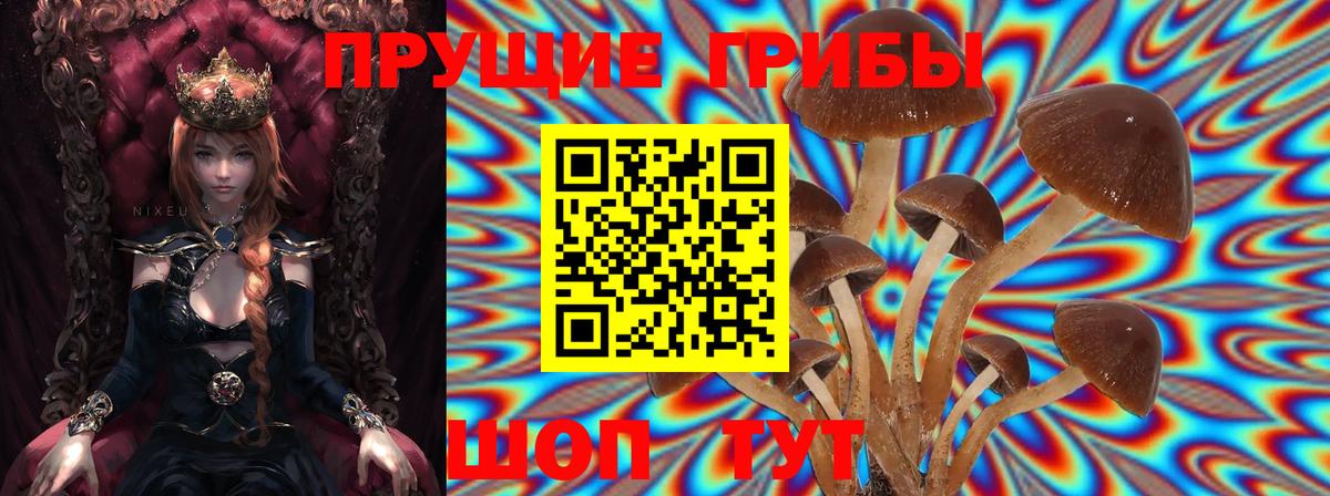 Прокопьевск  Псилоцибиновые грибы Psilocybine cubensis  Вход с VPN 